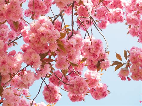 Fotos Gratis árbol Rama Fruta Pétalo Florecer Comida Primavera