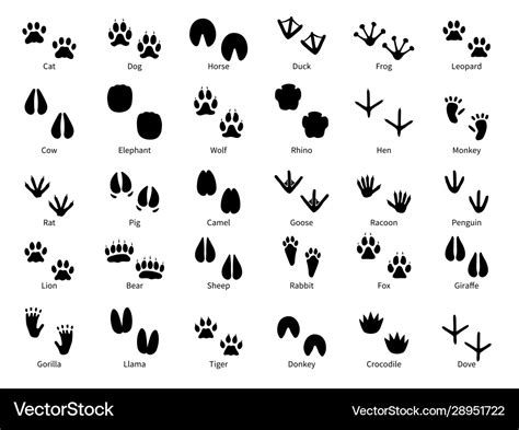 Animal Footprints Walking Track Animals Paw Vector Image