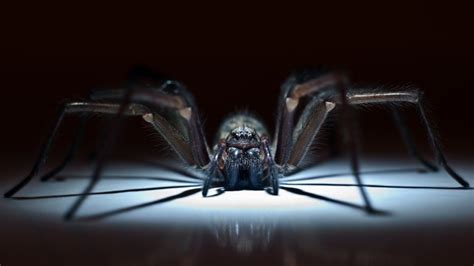 Why Do So Many People Fear Spiders