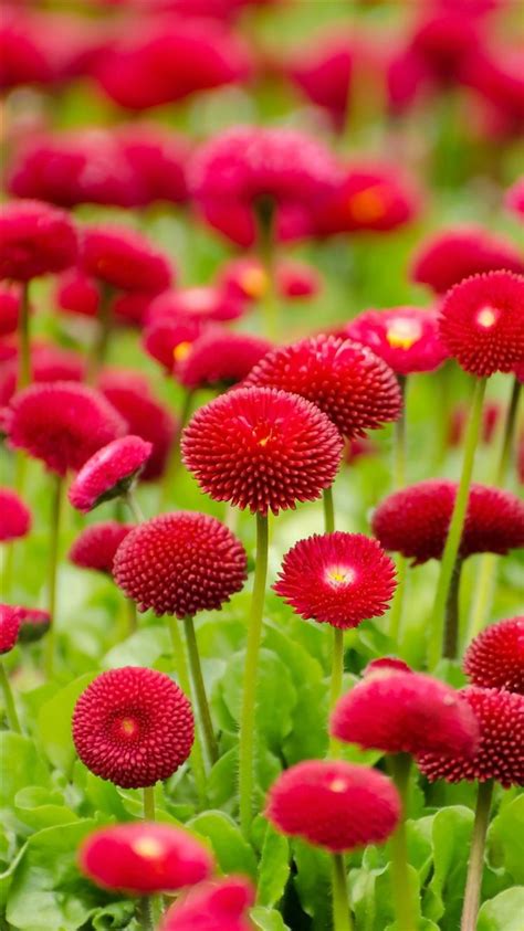 Flower Red Green Spring Bokeh Nature Iphone 8 Wallpapers Free Download