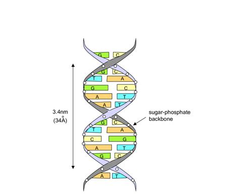 6 Illustration Of A Nucleotide And A Dna Strand Download Scientific