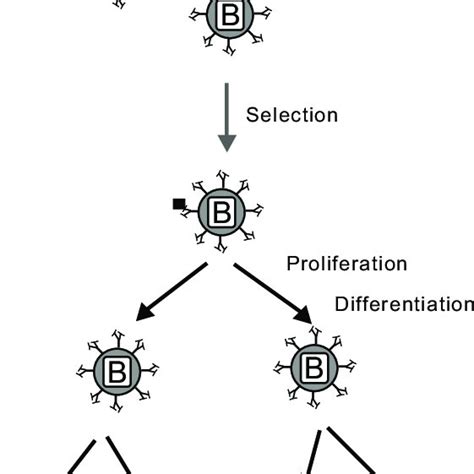 An Overview Of The Clonal Selection Principle Download Scientific Diagram