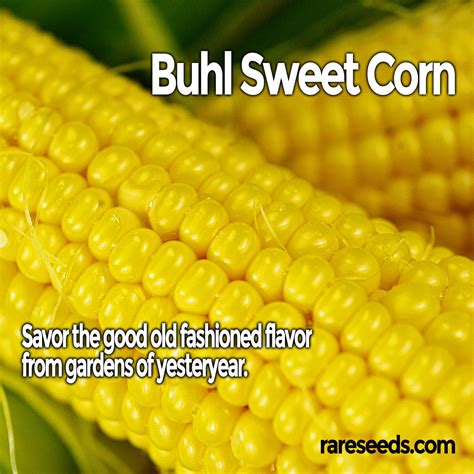 Buhls Sweet Corn Is A Baker Creek Heirloom Seed Company Facebook