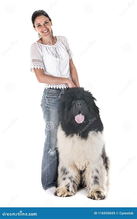 Newfoundland Dog And Woman Stock Image Image Of Mastiff 116935659