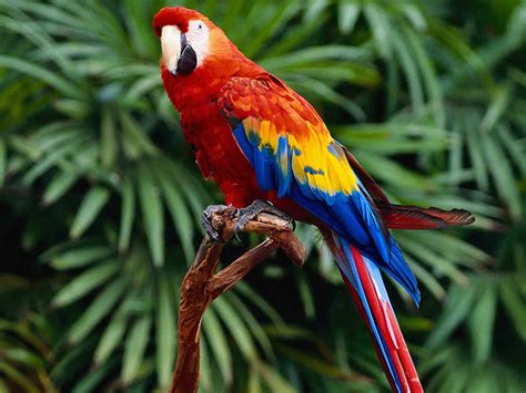 National Geographics Parrot Wallpaper