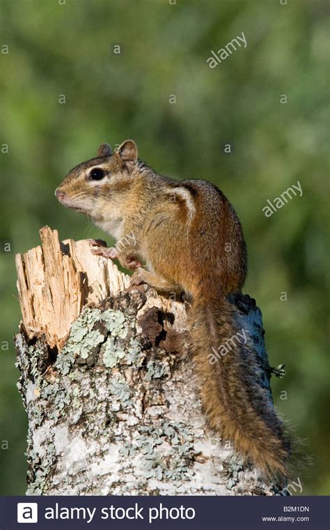 Eastern Chipmunk Stock Photo Alamy