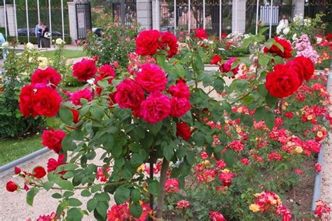 Rosa De Pitiminí O Rosa Enana Rosas Variedades De Rosas Jardines