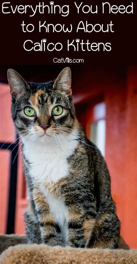 The most interesting things you should know are. 6 Things You Need to Know About Calico Kittens - CatVills