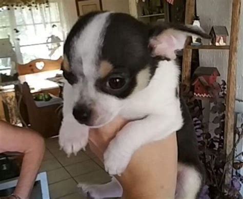 Apple Head Chihuahua Puppy For Sale In Saint Petersburg Florida