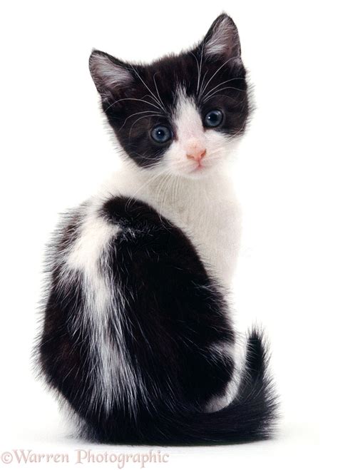 Black And White Kitten Photo Wp04752