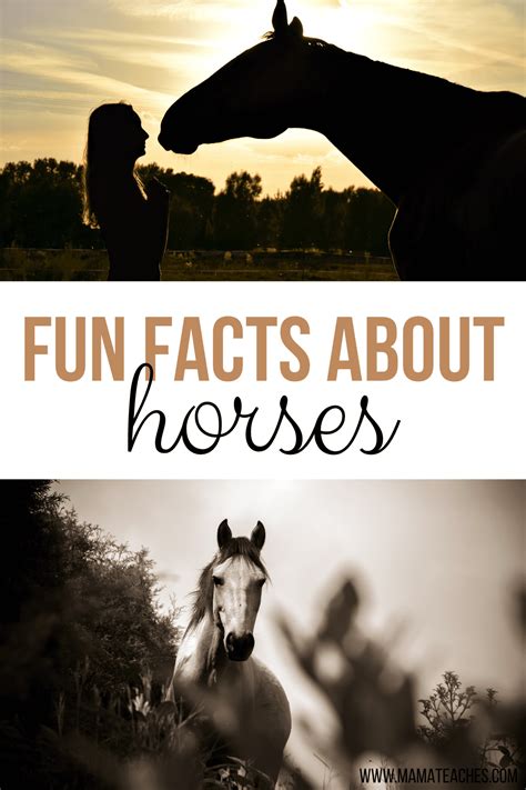 Facts About Horses Fun Animal Facts For Kids Mama Teaches