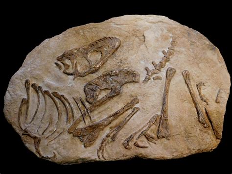 Bespoke Life Sized Dinosaur Fossil Replicas — The Prehistoric Store