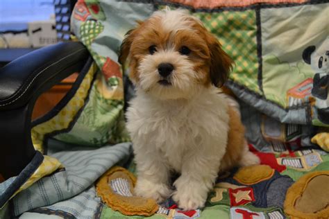 Puppies For Sale In Nj - petfinder