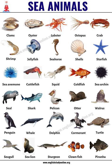 Sea Mammals List Pets Lovers