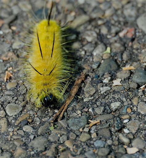 The body is covered by long, fine, white hairs. Red and the Peanut: American Dagger Moth Caterpillar ...