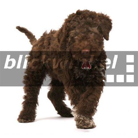 Mountain paws wasserschüssel faltbar größe s orange hundenapf. blickwinkel - Italienischer Wasserhund, Lagotto romagnolo ...