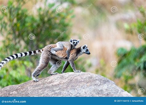 Ring Tailed Lemur With Baby Lemur Catta Madagascar Wildlife Stock