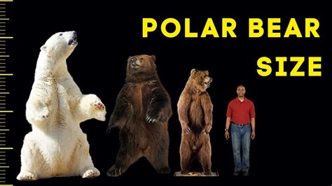 How Big Are Polar Bears Size Comparison With Humans And Other Bears