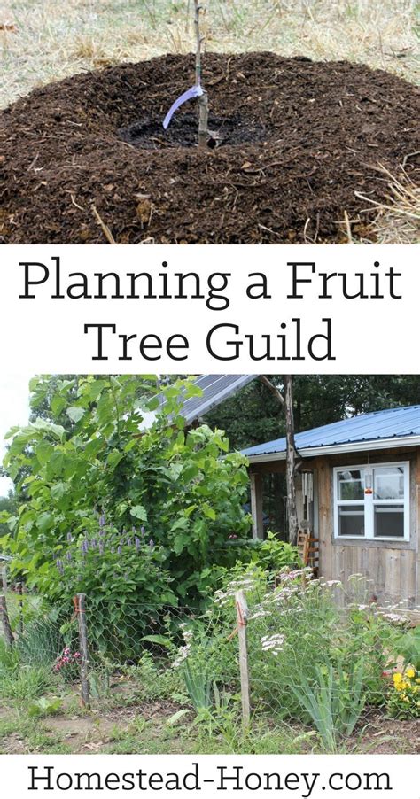 planning a fruit tree guild takes a bit of advance planning but the long term benefits to your
