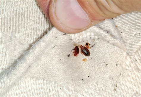 Technically, bed bugs don't make nests. Survey: Bed Bugs Are the Last Thing Travelers Want to See ...