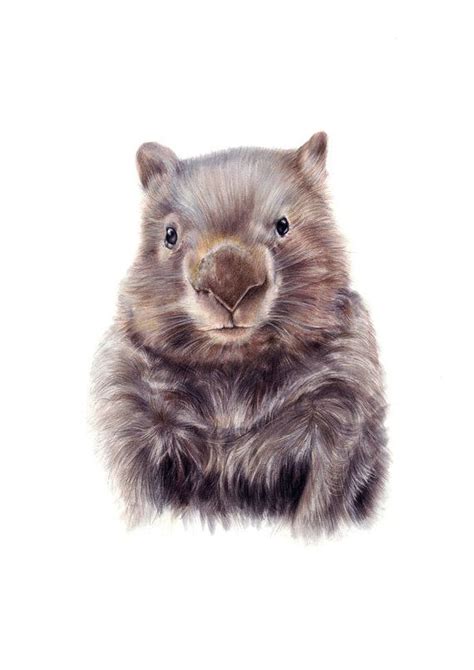 Wombat Illustration Australian Animals Nursery Art Drawing A3