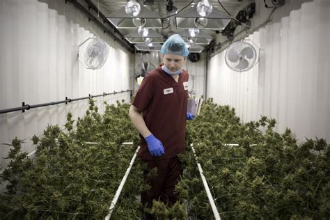 This Is What It Looks Like Inside A Legal Pot Grow Op The Star