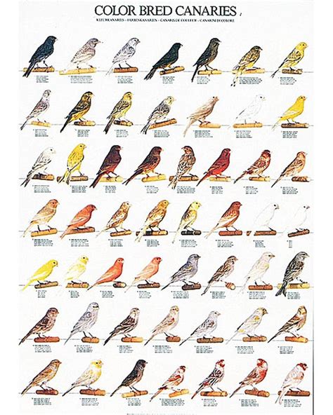 Canary Color Bred Identification Poster Part 1 By Van Keulen Canary