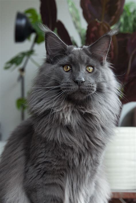 Maine Coon Long Haired Cat Breeds Pets Lovers