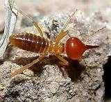 Isoptera Termites