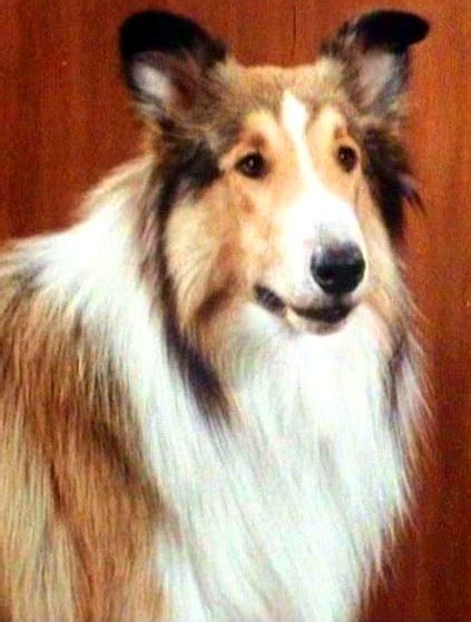 Lassie 1954