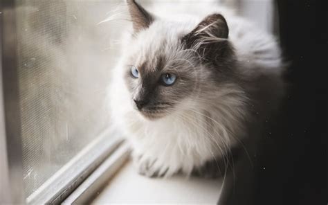 Download Wallpapers Cat Blue Eyes Balinese Cat Pets For Desktop Free