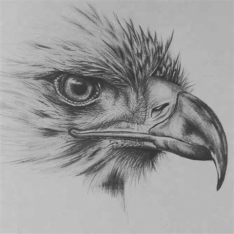 Pencil Drawings For Tattoo Pencil Drawings Of Animals Eagle Drawing