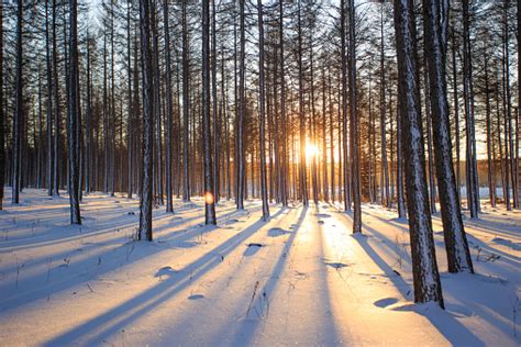Winter Landscape With The Pine Forest And Sunset Stock
