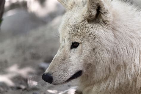 Get inspired, save in your collections, and share what you love on picsart. Arctic Wolf Free Stock Photo - Public Domain Pictures