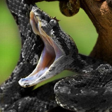 Ghana Man Bitten By Big Black Snake On His Private Parts