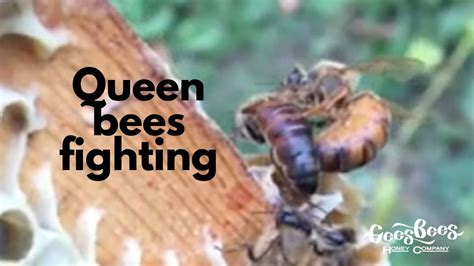 Queen Bees Fighting