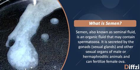 sperm vs semen diffzi