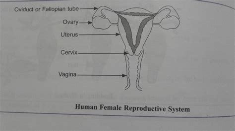 Draw The Labelled Diagram Of Female Reproductive System And State The