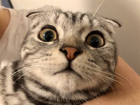 Surprised Kitty Rcats