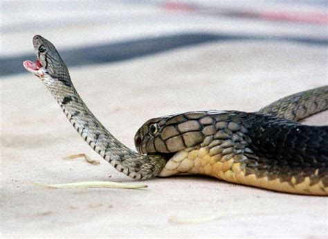 5 Foot Asian Monocled Cobra Captured After Escaping From A Florida Home