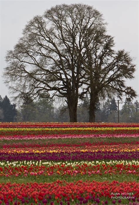 The Wooden Shoe Tulip Farm In Woodburn Oregon Is One Of My Favorite