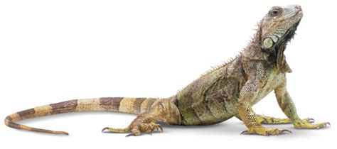 Collection Of Lizards Png Hd Pluspng