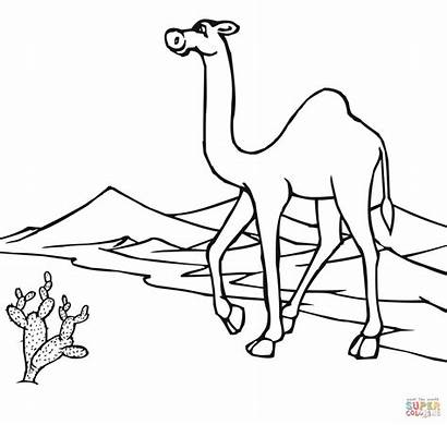 Desert Camel Coloring Pages Sahara Oasis Printable