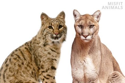 Bobcat Vs Mountain Lion 4 Key Differences Explained