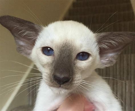 Your kittentanz kitten has been bred with over 35 years experience selecting for outstanding traditional kittens. Siamese Kittens For Sale at Burnthwaites Siamese