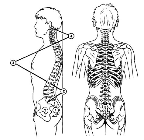 Chiropractic And Spinal Alignment And Cervical Curve Kelly