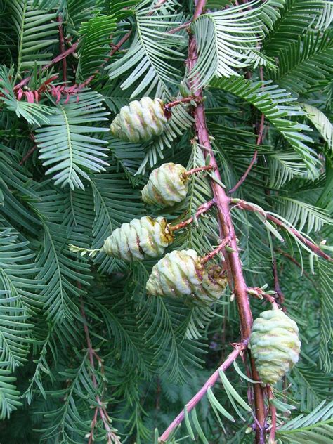 Trees Planet Metasequoia Glyptostroboides Dawn Redwood