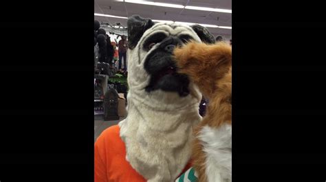 Funny Animal Masks Youtube