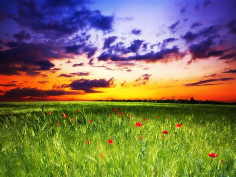 Scenery Fields Poppies Sky Sunrises And Sunsets Clouds Hd