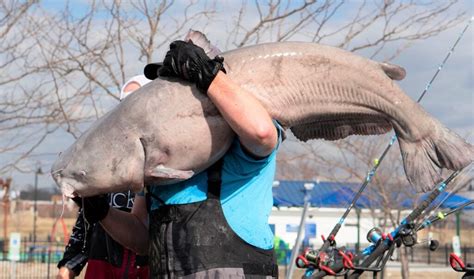Giant Mississippi River Catfish Caught In Illinois Tournament Dozens
